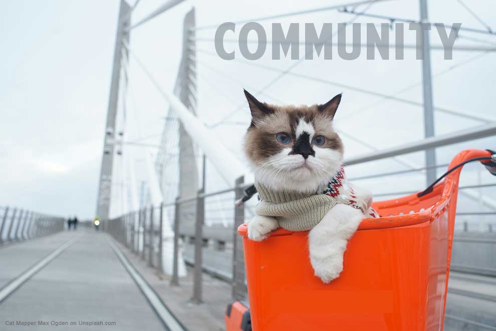 cat on bike